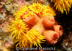 Colourfull polyps found off Tioman Island, Malaysia and s... by Grahame Massicks 